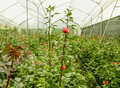 厄瓜多尔花园温室中的美丽单朵红玫瑰花