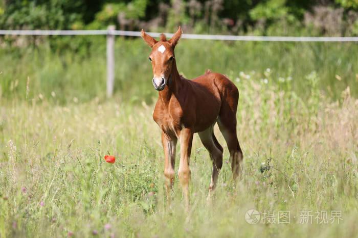 板栗彩色婴儿马摆在夏季畜栏