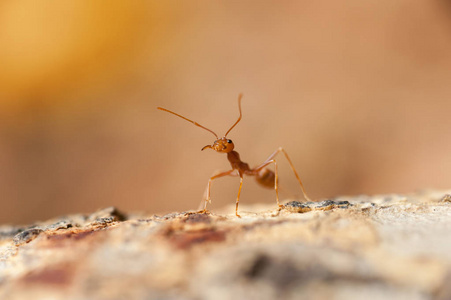 合合作合起来︰ 红蚂蚁上树在花园里工作照片