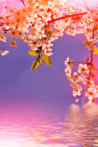 春天的风景。樱桃的花枝
