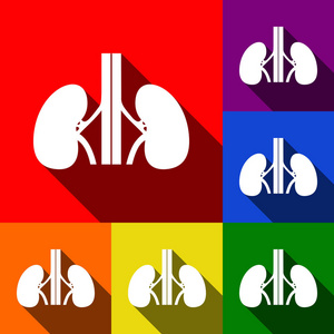 人类 kiddneys 标志。矢量。一套与平面阴影在红色 橙色 黄色 绿色 蓝色和紫色背景图标