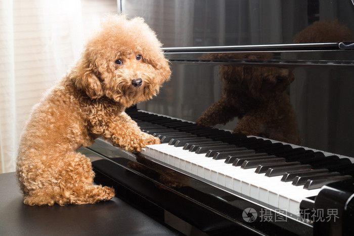 可爱的狮子狗准备玩钢琴的概念