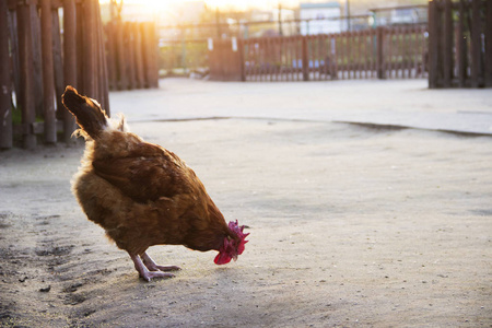 清洁与背景山设置三只母鸡或鸡啄食和行走矢量的真实轮廓设置的黑色的