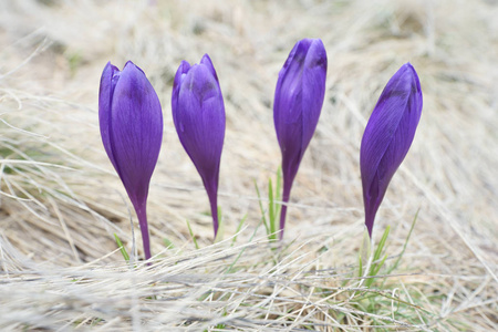 在乾草的紫色的春天的花朵