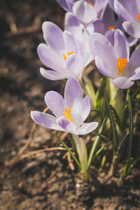 丁香花番红花盛开