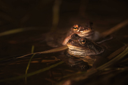 两个普通青蛙在季节，春季的头在水
