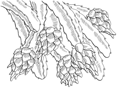 火龙果饮品成品图图片