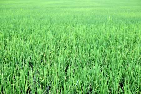 稻场绿色草地