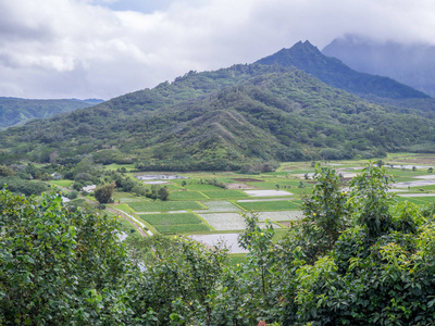 哈纳莱伊谷芋头田在夏威夷的考艾岛