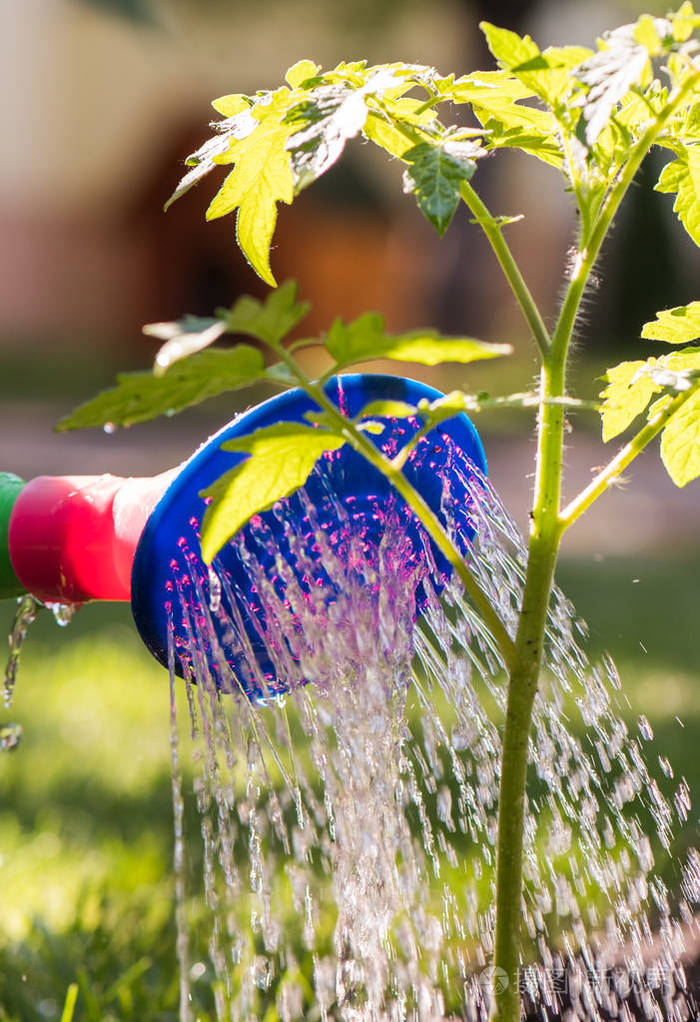 在温室花园浇水番茄苗