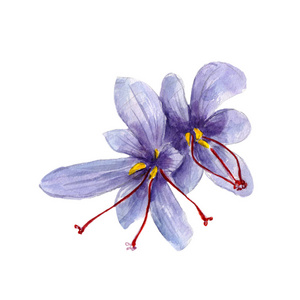 国家香料藏红花在白色的背景,手绘风格水彩插图照片