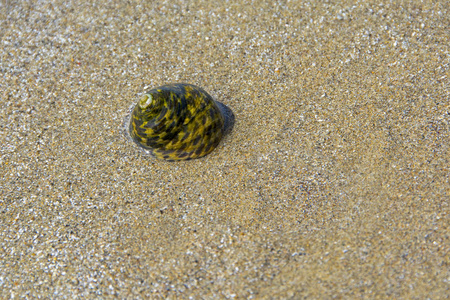 阳光照射的沙滩背景上的海壳