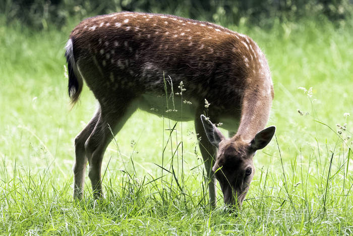 英国的野生雌性鹿