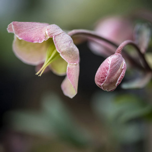 令人惊叹的 helleborous Winterbells 花盛开