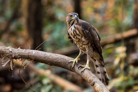 希克拉Accipiter Badius