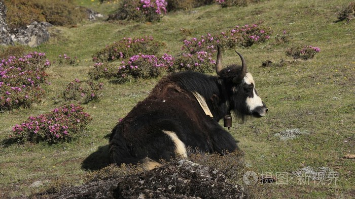 牦牛满了粉红色的花朵的草地上休息