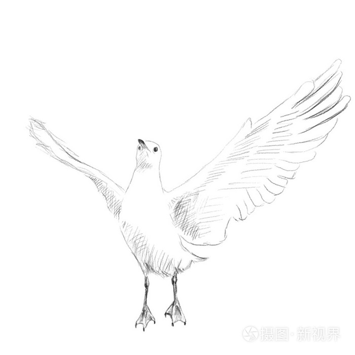 海鸥铅笔素描
