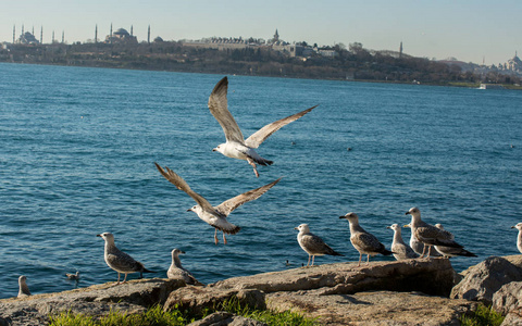 海鸥在伊斯坦布尔海水旁的岩石上