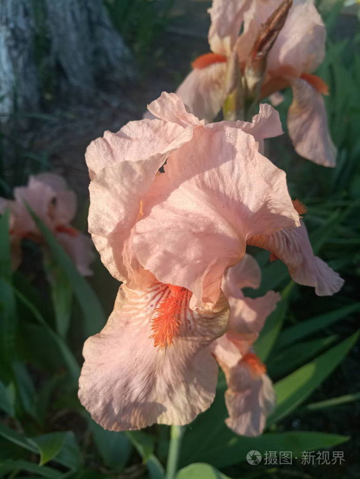 粉红色美丽的鸢尾花在阳光下