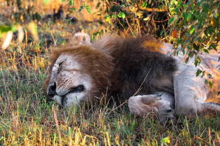 在灌木丛下睡觉是一头狮子。马赛马拉, 肯尼亚