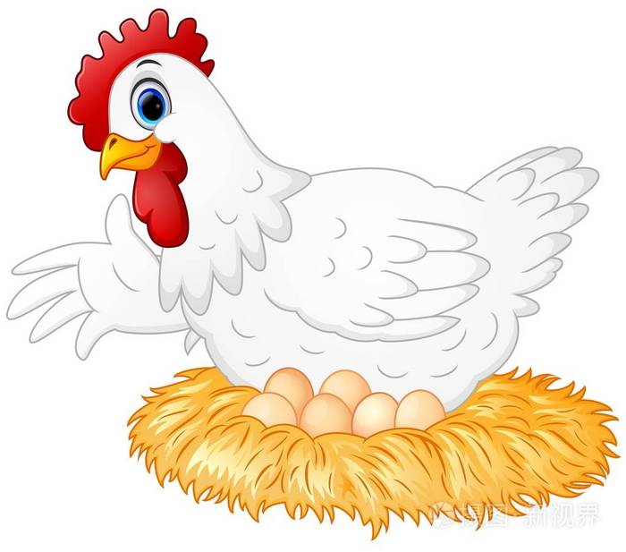 可爱的母鸡孵蛋