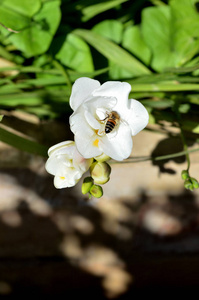 白色小苍兰的特写与蜂收集花粉, 自然