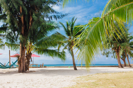 美丽海景的热带海滩椰树图片