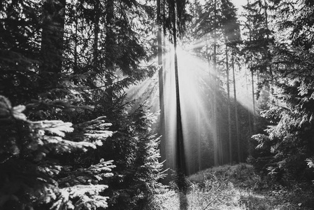 阳光透过雾照亮的树木。低 Tatra 山脉, 斯洛伐克