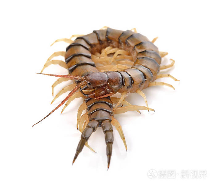 白色背景上的蜈蚣