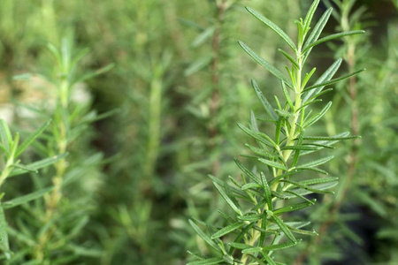 迷迭香植物在庭院里图片