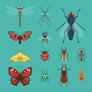 多彩的昆虫图标孤立野生动物翼细节夏天 bug 野生矢量图