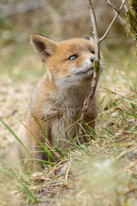 小可爱红狐狸幼崽