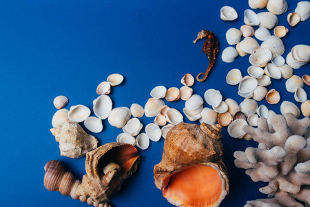 贝壳, 海马, 珊瑚在蓝色背景, flatplay。不活, 干海马站在珊瑚和贝壳旁边
