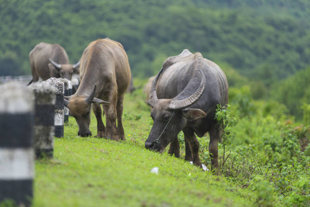 泰国自然场水牛群