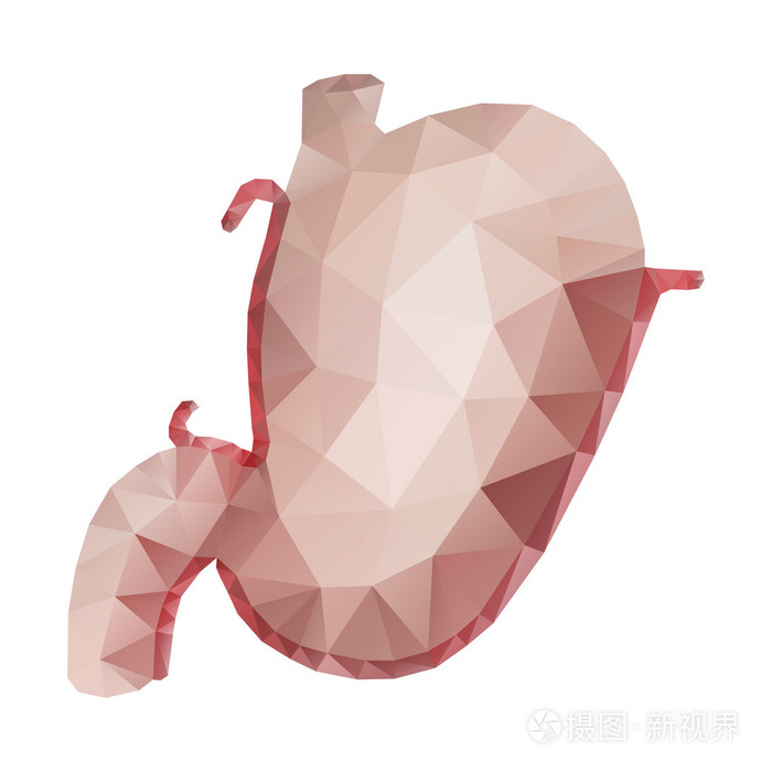 水彩解剖收藏-胃