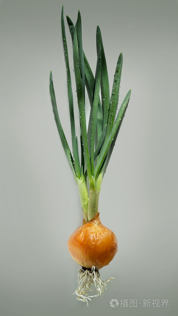 洋葱鳞茎与叶子分离