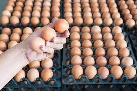 手拿着鸡蛋从养鸡场大量鸡蛋包中