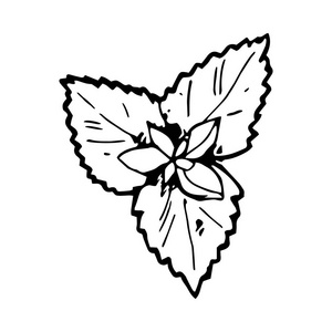 厨房薄荷图片-厨房薄荷素材-厨房薄荷插画-摄图新视界