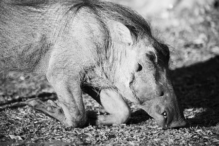 在南非野生动物保护区和疣猪