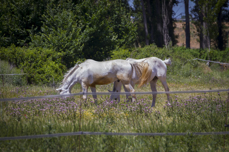 在绿色的牧场上吃草的马