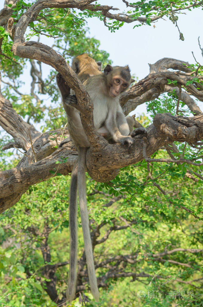 一只猴子在野生动物的画像