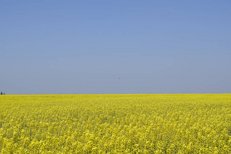 油菜田。黄色的油菜花, 田野景观。蓝天与田野上的