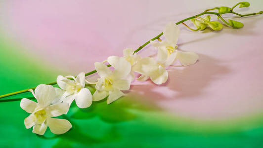 粉色分支兰花花，兰科植物，蝴蝶兰蝴蝶兰，被称为缩写痰热蕴