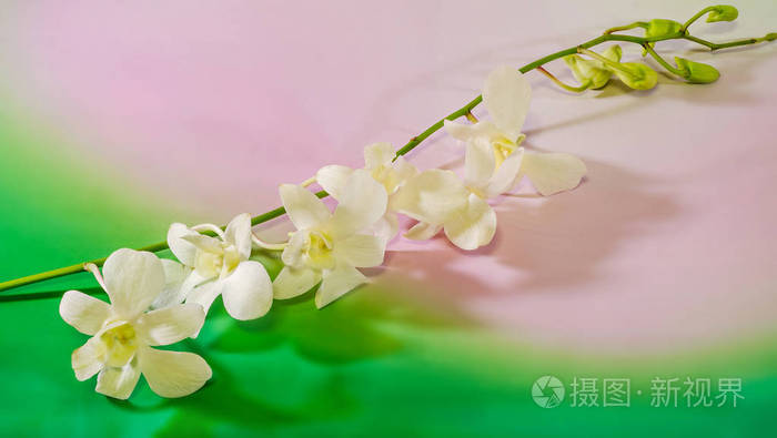 粉色分支兰花花 兰科植物 蝴蝶兰蝴蝶兰 被称为缩写痰热蕴照片 正版商用图片0ougph 摄图新视界