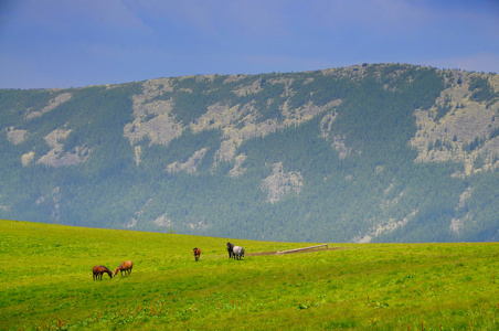 马在山