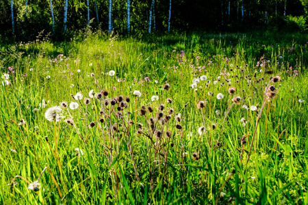 阳光明媚的草地与 dandellions 和雏菊在夏天在农村