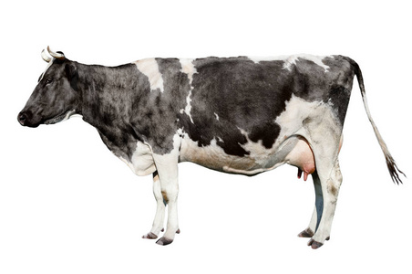 奶牛全长被隔离在白色背景.有趣的可爱的母牛被隔离在白色.