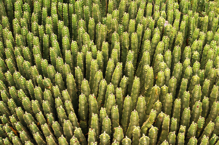 摩洛哥丘仙人掌植物