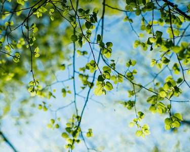 绿色的叶子对蓝天, 自然背景