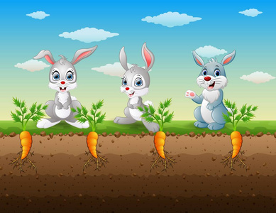 三只兔子卡通胡萝卜花园里照片